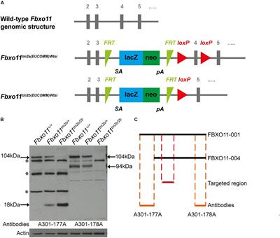 The Jeff Mouse Mutant Model for Chronic Otitis Media Manifests Gain-of-Function as Well as Loss-of-Function Effects